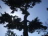 Photo ID: 005629, A tree shades the light (82Kb)
