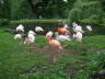 Photo ID: 007389, Flamingos (142Kb)