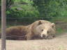Photo ID: 007395, Bored Bear (104Kb)