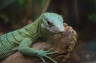 Photo ID: 008250, Fijian Banded Iguana (63Kb)