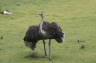 Photo ID: 009285, Ostrich and Antelope (132Kb)