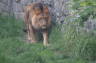 Photo ID: 009290, Depressed lion (138Kb)