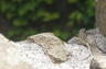 Photo ID: 012864, A lizard basks in the sun (114Kb)