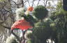 Photo ID: 017162, Flower Flamingo (187Kb)