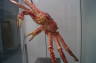 Photo ID: 018334, Big Crab (69Kb)