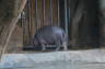 Photo ID: 018582, Baby Hippo (103Kb)