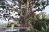 Photo ID: 018876, Old tree (196Kb)