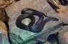 Photo ID: 019914, Swedish Grass Snake (143Kb)