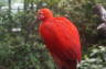 Photo ID: 019927, Scarlet Ibis (96Kb)