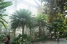 Photo ID: 024258, Inside the Greenhouses (207Kb)