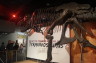 Photo ID: 024280, Tyrannosaurus Rex (136Kb)
