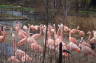 Photo ID: 026121, Flamingos (212Kb)