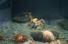 Photo ID: 028513, Giant crab (146Kb)