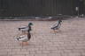 Photo ID: 030569, Duck gang (128Kb)