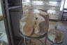 Photo ID: 031149, Giant clam (113Kb)