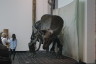Photo ID: 031669, Triceratops (92Kb)