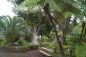 Photo ID: 032653, Botanical Gardens (244Kb)