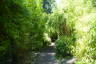 Photo ID: 032815, Bamboo garden (303Kb)