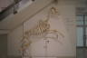 Photo ID: 033201, Horse skeleton (94Kb)