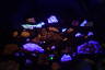 Photo ID: 034174, Glow in the dark minerals (94Kb)