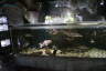 Photo ID: 034213, In the aquarium (127Kb)