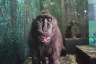 Photo ID: 035307, Macaque (102Kb)