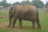 Photo ID: 035379, Elephant plodding (135Kb)