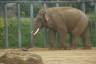 Photo ID: 035381, Bull elephant (138Kb)