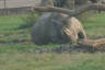 Photo ID: 035399, Male Rhino wallowing (117Kb)