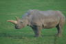 Photo ID: 035401, White Rhino (112Kb)