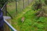Photo ID: 035423, Lynx on the prowl (206Kb)
