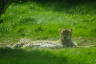 Photo ID: 035452, Sleeping Cheetah (162Kb)