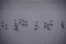 Photo ID: 037870, Birds on a frozen lake (47Kb)