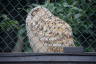 Photo ID: 037910, Stella the Siberian Eagle Owl (191Kb)