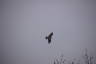 Photo ID: 037934, Toddy the Kite in flight (35Kb)