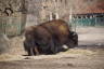 Photo ID: 038071, European Bison (188Kb)