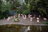 Photo ID: 040053, Flamingos (198Kb)