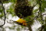 Photo ID: 040060, Weaver Bird tending to its nest (142Kb)