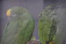Photo ID: 043362, Parrots (97Kb)