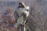 Photo ID: 044333, A resting Bird of Prey (107Kb)