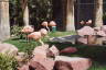 Photo ID: 045396, Flamingos at the Flamingo (198Kb)