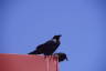 Photo ID: 045621, Ravens (70Kb)