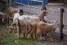 Photo ID: 049072, Hippy goats (172Kb)
