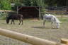 Photo ID: 049080, More donkeys (189Kb)