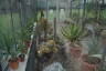 Photo ID: 049326, Inside the cactus house (174Kb)
