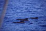 Photo ID: 051171, Juvenile Whales (184Kb)