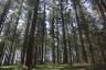 Photo ID: 051587, Tall pines (264Kb)
