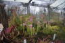 Photo ID: 061861, Carnivorous plants (169Kb)