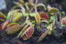 Photo ID: 061862, Small Venus Flytraps (127Kb)
