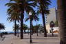 Photo ID: 062417, Canary Palms on the Tarragona promenade (203Kb)